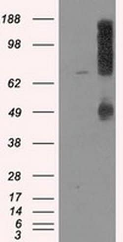 LOX Mouse anti-Human, Clone: OTI9G6, liquid, TrueMAB 100 &mu;L; Unconjugated:Antibodies,
