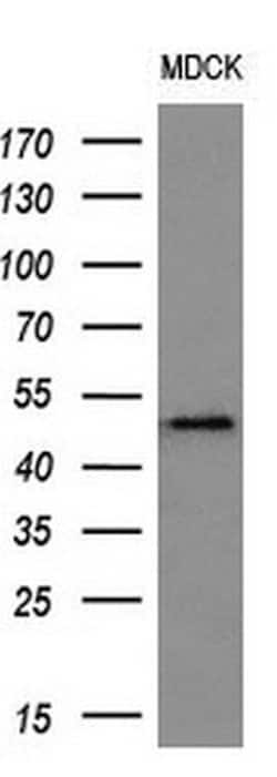 LOX Mouse anti-Human, Clone: OTI9G6, liquid, TrueMAB 100 &mu;L; Unconjugated:Antibodies,