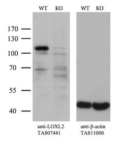 LOXL2 Mouse anti-Human, Clone: OTI2A7, lyophilized, TrueMAB 100 &mu;g;