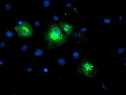 LPAR1 Mouse anti-Human, Clone: OTI1G6, liquid, TrueMAB 100 &mu;L; Unconjugated:Antibodies,