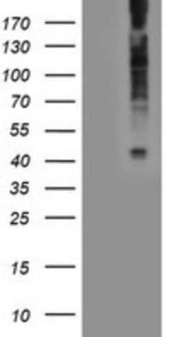 LPAR1 Mouse anti-Human, Clone: OTI1G6, liquid, TrueMAB 100 &mu;L; Unconjugated:Antibodies,