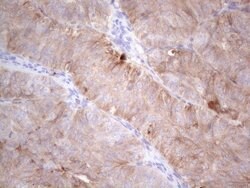 LPIN1 Monoclonal Antibody (OTI7F5), TrueMAB , OriGene 100 &mu;L; Unconjugated:Antibodies,