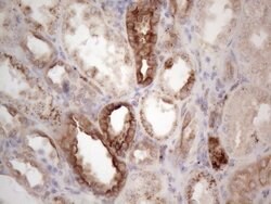 LPIN1 Monoclonal Antibody (OTI7F5), TrueMAB , OriGene 100 &mu;L; Unconjugated:Antibodies,