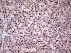 LPIN1 Mouse anti-Human, Clone: OTI2H6, lyophilized, TrueMAB 100 &mu;g;