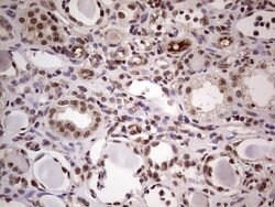 LPIN1 Mouse anti-Human, Clone: OTI2H6, lyophilized, TrueMAB 100 &mu;g;