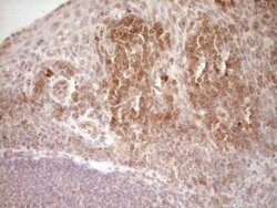 LPIN1 Monoclonal Antibody (OTI7H6), TrueMAB , OriGene 100 &mu;L; Unconjugated:Antibodies,
