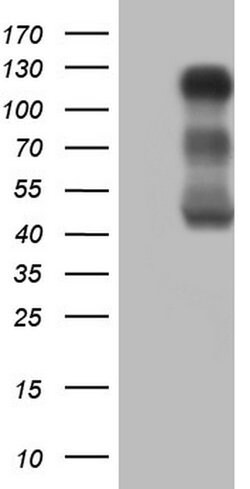 LPIN1 Mouse anti-Human, Clone: OTI2H6, lyophilized, TrueMAB 100 &mu;g;