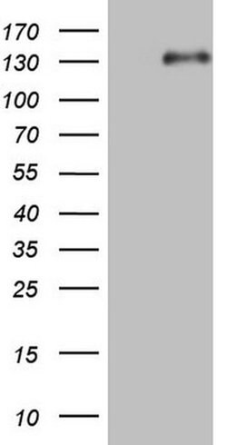 LPIN1 Monoclonal Antibody (OTI7H6), TrueMAB , OriGene:Antibodies:Primary