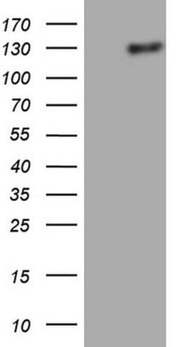 LPIN1 Monoclonal Antibody (OTI5B5), TrueMAB , OriGene 100 &mu;L; Unconjugated:Antibodies,