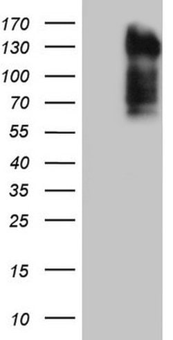 LPIN3 Mouse anti-Human, Clone: OTI2B7, lyophilized, TrueMAB 100 &mu;g;