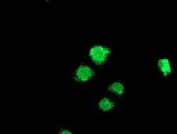 LPL Mouse anti-Human, Clone: OTI4G2, lyophilized, TrueMAB 100 &mu;g; Unconjugated:Antibodies,