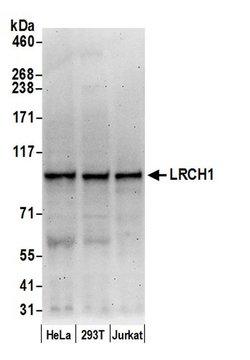 LRCH1 Polyclonal Antibody, Bethyl Laboratories:Antibodies:Primary Antibodies