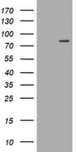 LRCH4 Monoclonal Antibody (OTI1F8), TrueMAB , OriGene:Antibodies:Primary