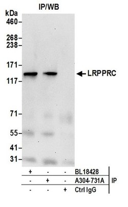 LRPPRC Rabbit anti-Human, Polyclonal, Bethyl Laboratories 100 &mu;L; Unconjugated:Antibodies,