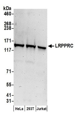 LRPPRC Rabbit anti-Human, Polyclonal, Bethyl Laboratories 100 &mu;L; Unconjugated:Antibodies,
