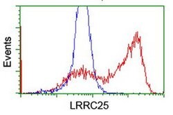 LRRC25 Monoclonal Antibody (OTI1D4), TrueMAB , OriGene 100 &mu;L; Unconjugated:Antibodies,