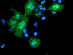 LRRC25 Monoclonal Antibody (OTI1D4), TrueMAB , OriGene:Antibodies:Primary