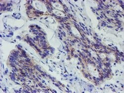 LRRC25 Monoclonal Antibody (OTI1D4), TrueMAB , OriGene:Antibodies:Primary