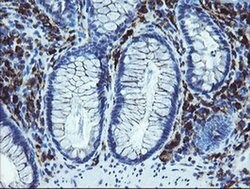LRRC25 Monoclonal Antibody (OTI2A3), TrueMAB , OriGene 30 &mu;L; Unconjugated:Antibodies,