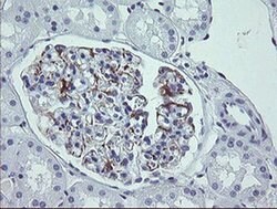 LRRC25 Monoclonal Antibody (OTI1A2), TrueMAB , OriGene 100 &mu;L; Unconjugated:Antibodies,