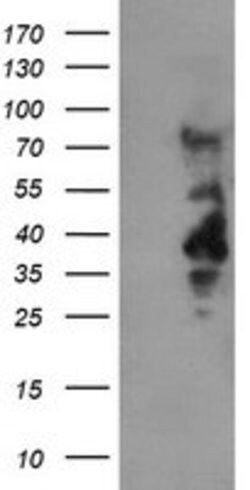 LRRC25 Mouse anti-Human, Clone: OTI1B3, lyophilized, TrueMAB 100 &mu;g;