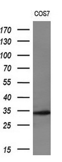 LRRC25 Monoclonal Antibody (OTI1C5), TrueMAB , OriGene 30 &mu;L; Unconjugated:Antibodies,