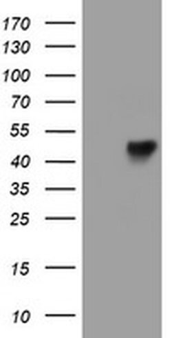 LRRC25 Monoclonal Antibody (OTI2A3), TrueMAB , OriGene 30 &mu;L; Unconjugated:Antibodies,