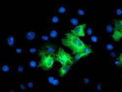LRRC50 Mouse anti-Human, Clone: OTI4E4, lyophilized, TrueMAB 100 &mu;g;