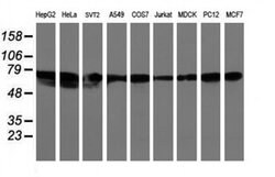 LRRC50 Monoclonal Antibody (OTI2C4), TrueMAB , OriGene 100 &mu;L; Unconjugated:Antibodies,