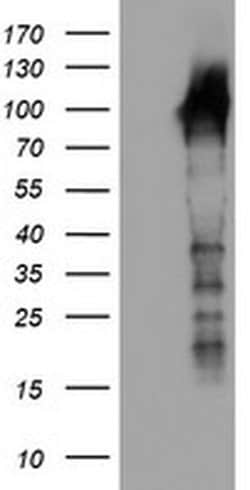LRRC50 Monoclonal Antibody (OTI3F9), TrueMAB , OriGene 100 &mu;L | Buy Online | Origene Technologies | Fisher Scientific