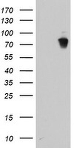 LRRC50 Monoclonal Antibody (OTI5F8), TrueMAB , OriGene 100 &mu;L; Unconjugated:Antibodies,