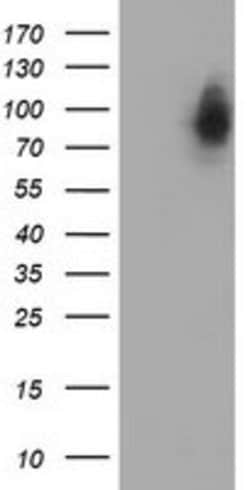 LRRC50 Mouse anti-Human, Mouse, Rat, Clone: OTI4H3, lyophilized, TrueMAB