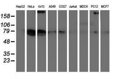 LRRC50 Mouse anti-Human, Mouse, Rat, Clone: OTI4H3, lyophilized, TrueMAB