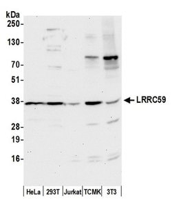 LRRC59 Polyclonal Antibody, Bethyl Laboratories:Antibodies:Primary Antibodies