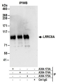 LRRC8A Rabbit anti-Human, Mouse, Polyclonal, Bethyl Laboratories 100 &mu;L;