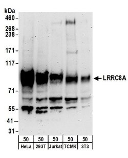 LRRC8A Rabbit anti-Human, Mouse, Polyclonal, Bethyl Laboratories 100 &mu;L;