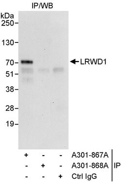 LRWD1 Rabbit anti-Human, Polyclonal, Bethyl Laboratories 10 &mu;L; Unconjugated:Antibodies,