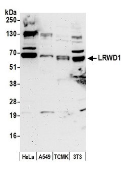 LRWD1 Rabbit anti-Human, Mouse, Polyclonal, Bethyl Laboratories 100 &mu;l;