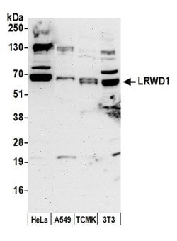 LRWD1 Polyclonal Antibody, Bethyl Laboratories:Antibodies:Primary Antibodies