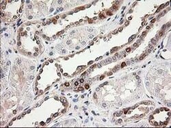 LSM1 Monoclonal Antibody (OTI5C6), TrueMAB , OriGene 30 &mu;L; Unconjugated:Antibodies,