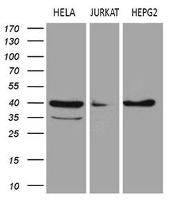 LSM11 Monoclonal Antibody (OTI1H1), TrueMAB , OriGene 100 &mu;L; Unconjugated:Antibodies,