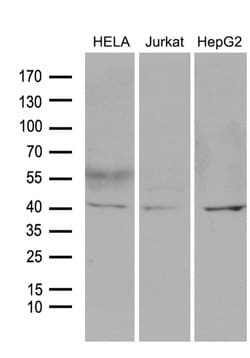 LSM11 Monoclonal Antibody (OTI2A11), TrueMAB , OriGene 100 &mu;L; Unconjugated:Antibodies,