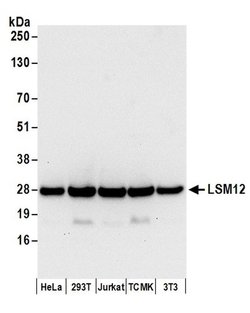 LSM12 Rabbit anti-Human, Mouse, Polyclonal, Bethyl Laboratories 100 &mu;L;