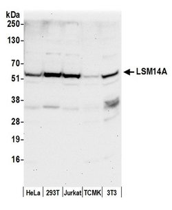 LSM14A/RAP55 Polyclonal Antibody, Bethyl Laboratories 20 &mu;L | Buy Online | Bethyl Laboratories, Inc | Fisher Scientific