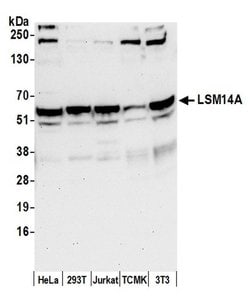 LSM14A/RAP55 Polyclonal Antibody, Bethyl Laboratories:Antibodies:Primary
