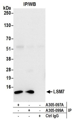 LSM7 Rabbit anti-Human, Polyclonal, Bethyl Laboratories 100 &mu;L; Unconjugated:Antibodies,