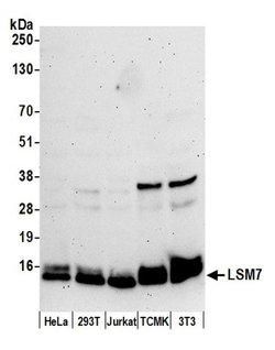 LSM7 Polyclonal Antibody, Bethyl Laboratories 20 &mu;L; Unconjugated:Antibodies,