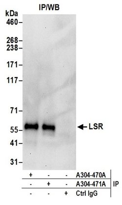 LSR Rabbit anti-Human, Polyclonal, Bethyl Laboratories 100 &mu;L; Unconjugated:Antibodies,