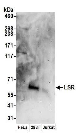 LSR Rabbit anti-Human, Polyclonal, Bethyl Laboratories 100 &mu;L; Unconjugated:Antibodies,