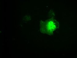 LTA4H Mouse anti-Human, Clone: OTI2A9, lyophilized, TrueMAB 100 &mu;g;